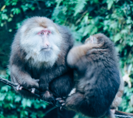 白猿授术与周群传奇:神话与现实的交织